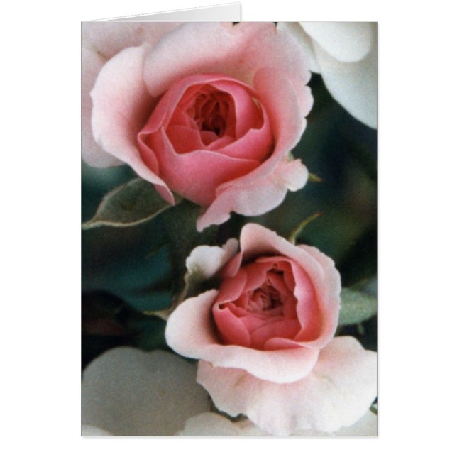 Las balas se convierten en flores (Frente)