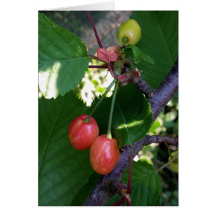 Las cerezas se ponen rojas