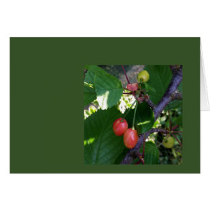 Las cerezas se ponen rojas