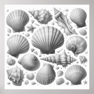 Las conchas del Mar Blanco Negro Bonita decoración