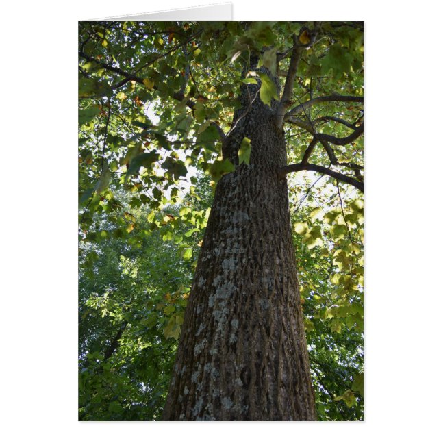 ¡Las cosas están mirando! (Frente)