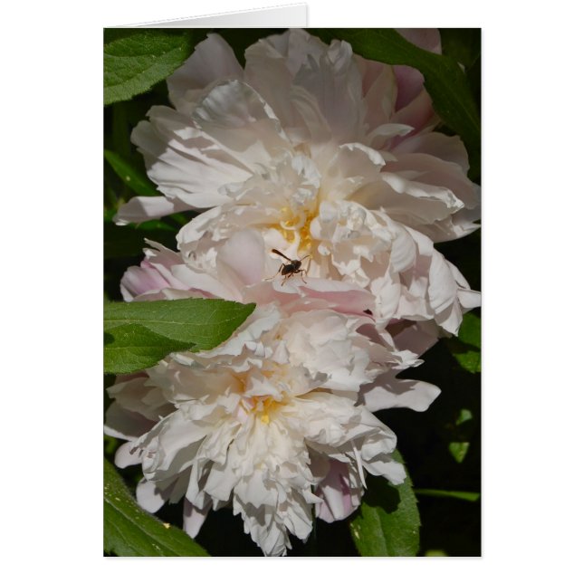 Las Empleadas (Frente)