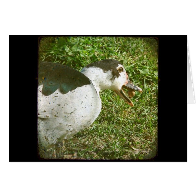 Las especias se comen un maíz (Anverso (Horizontal))