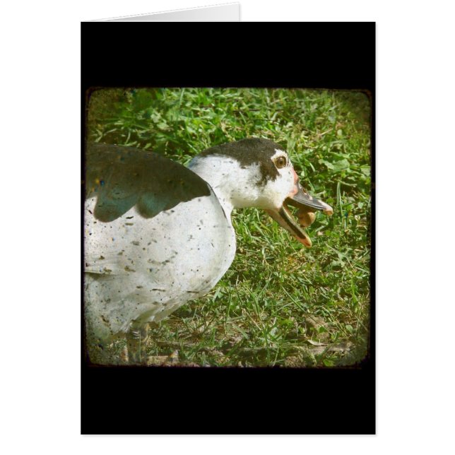 Las especias se comen un maíz (Frente)