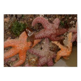Las estrellas de mar/las estrellas de mar en cañón