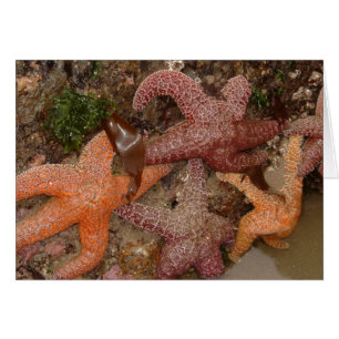 Las estrellas de mar/las estrellas de mar en cañón