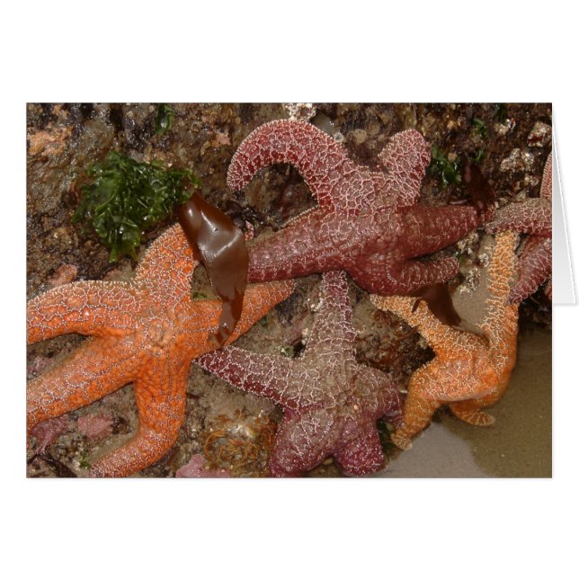 Las estrellas de mar/las estrellas de mar en cañón (Anverso (Horizontal))