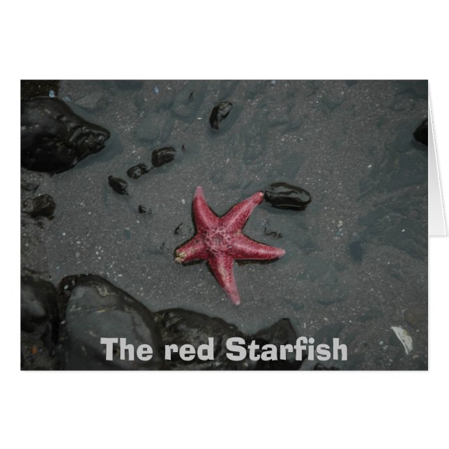 Las estrellas de mar rojas (Anverso (Horizontal))