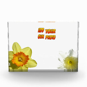 Las Flores De Daffodil Caen. Bloque para fotos