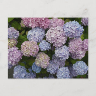 Las flores de Pastel Hydrangea cierran la tarjeta 