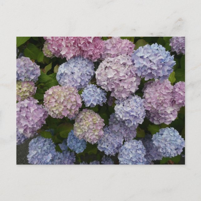 Las flores de Pastel Hydrangea cierran la tarjeta  (Anverso)