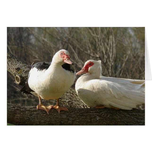 Las gallinas de la moscovita en un árbol (Anverso (Horizontal))