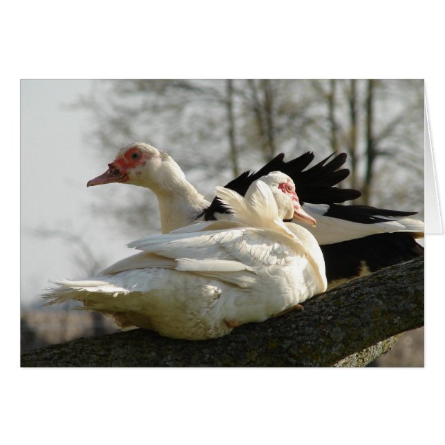 Las gallinas de la moscovita en un árbol (Anverso (Horizontal))