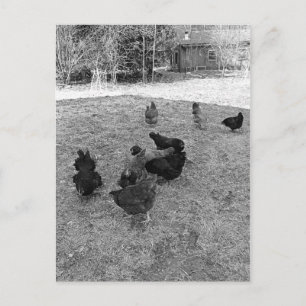 Las gallinas en las postales del barn