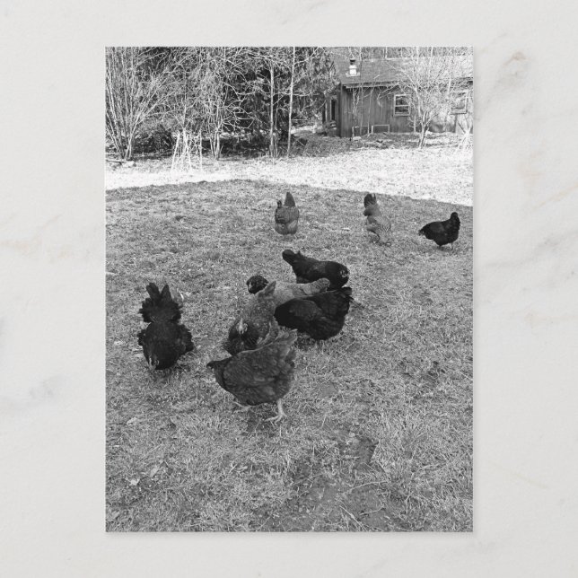 Las gallinas en las postales del barn (Anverso)