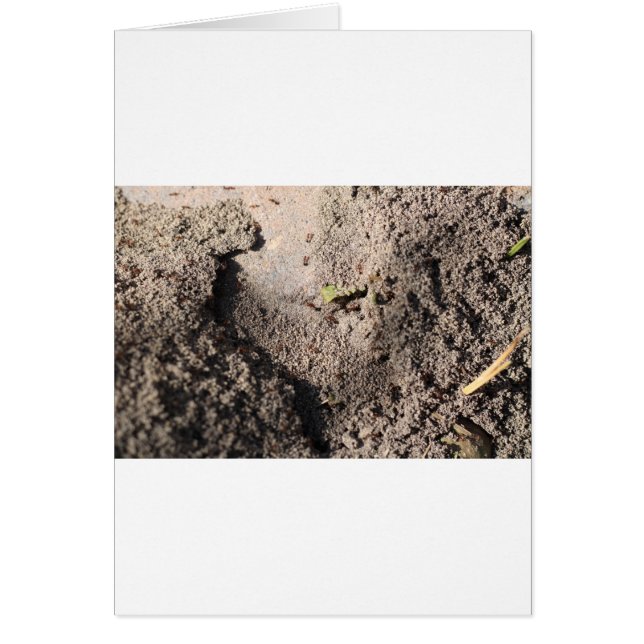 Las hormigas marchan (Frente)