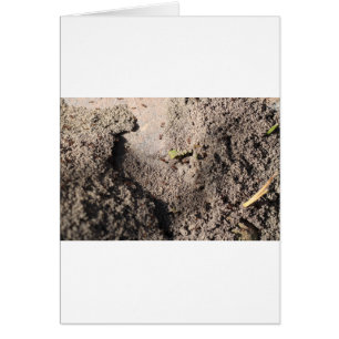 Las hormigas van a marchar