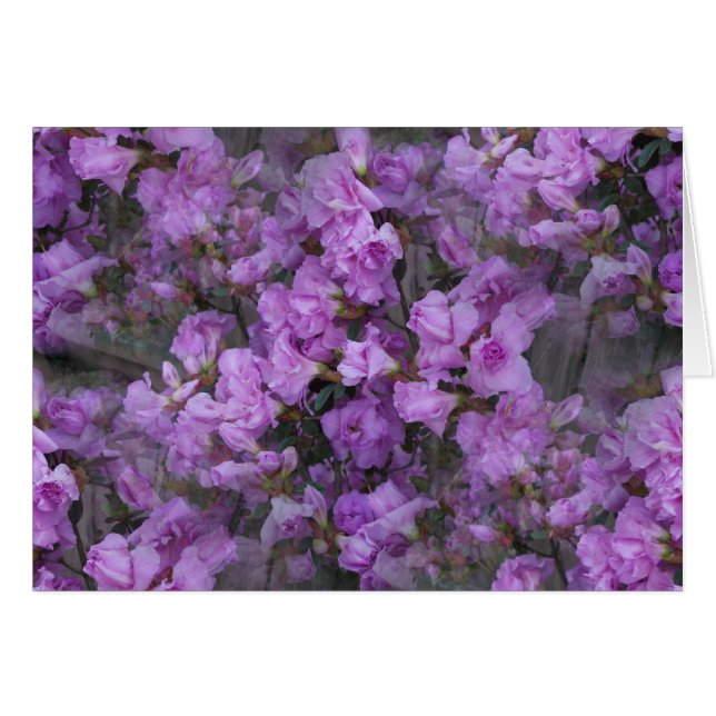 Las interminables Azaleas (Anverso (Horizontal))