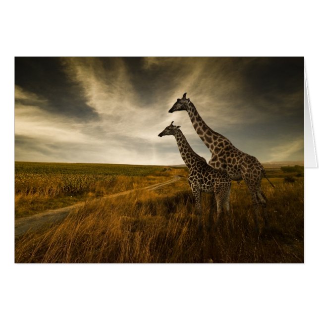 Las jirafas y el paisaje (Anverso (Horizontal))