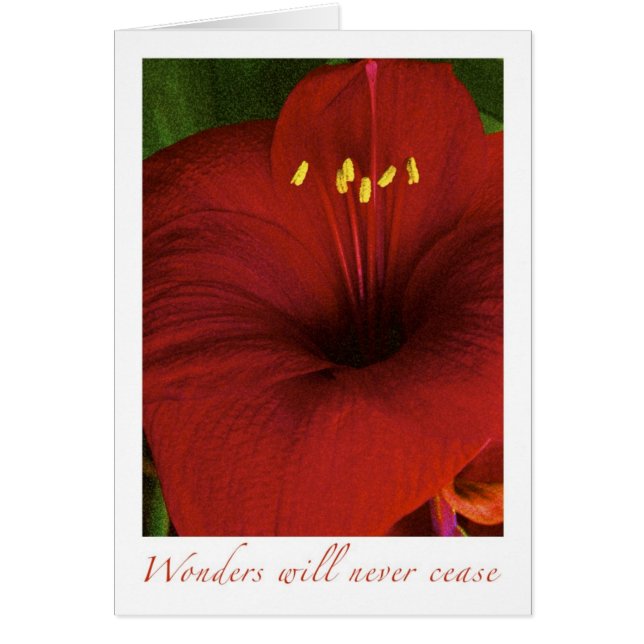 Las maravillas nunca cesarán (Frente)