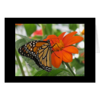 Las mariposas son gratis