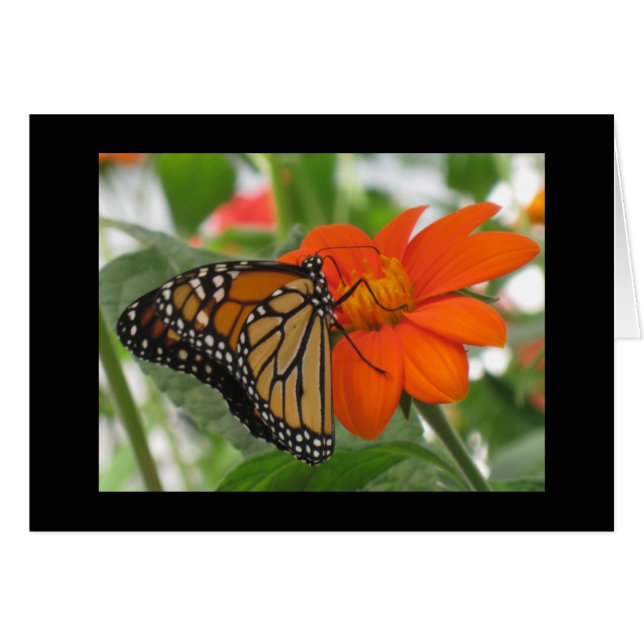 Las mariposas son gratis (Anverso (Horizontal))
