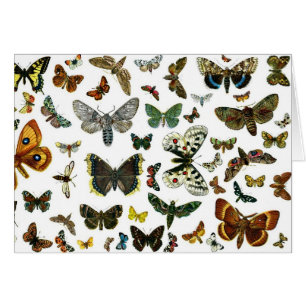 Las mariposas y polillas más conocidas de Europa