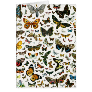 Las mariposas y polillas más conocidas de Europa