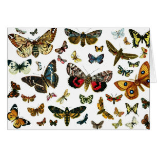 Las mariposas y polillas más conocidas de Europa
