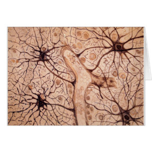 Las neuronas 3 de Cajal