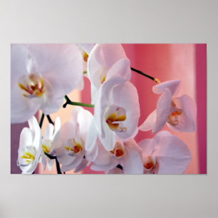 Las orquídeas hawaianas número cuatro Posters
