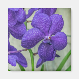 Las orquídeas Purple Vanda miran el imán de la nev