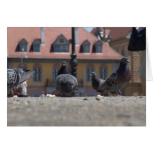 Las palomas de la ciudad