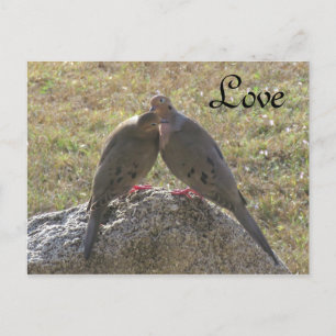 Las palomas de luto adoran las postales