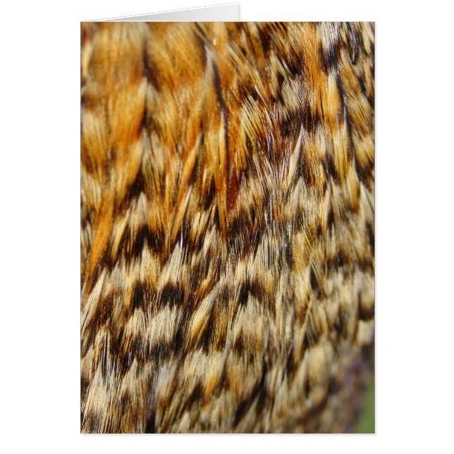 Las plumas de pollo criollo (Frente)