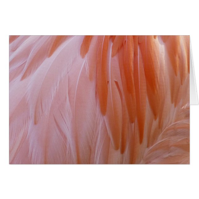 Las plumas flamencas en tonos rosas (Anverso (Horizontal))