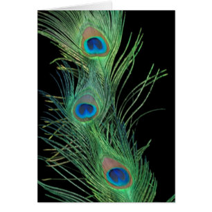 Las plumas verdes con negro