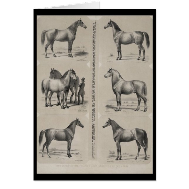 Las principales razas de caballos en uso (Frente)