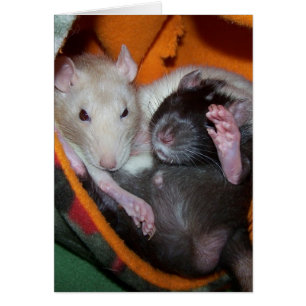 Las ratas son buenas para las almohadas