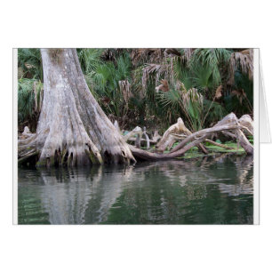 Las rodillas de los árboles cipreses reflejadas