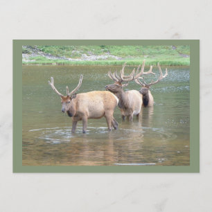 Las tarjetas de la caza de los alces para