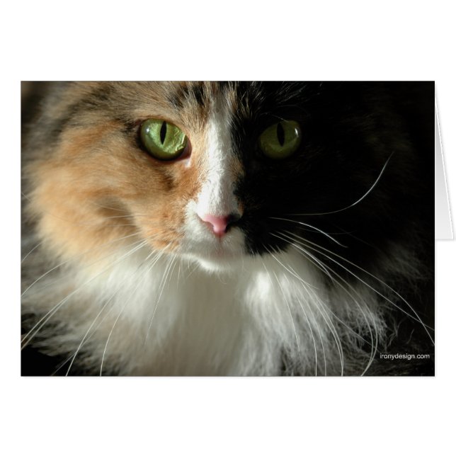 Las tarjetas de ojos del gato (Anverso (Horizontal))
