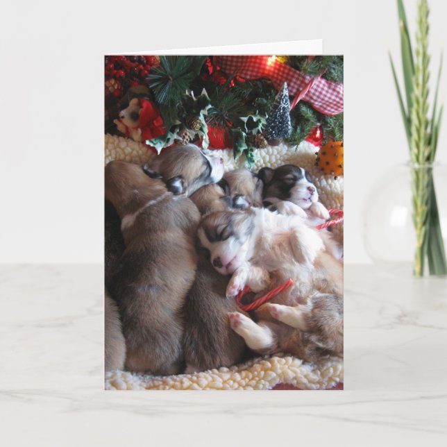 Las tarjetas Nap Corgi de invierno para Navidades  (Anverso)