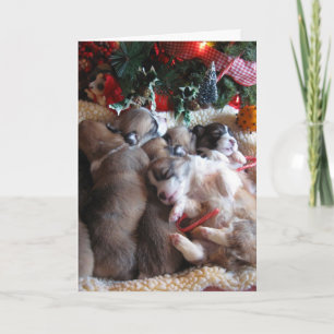 Las tarjetas Nap Corgi de invierno para Navidades