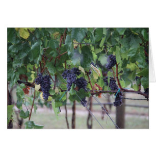 Las uvas serán vino