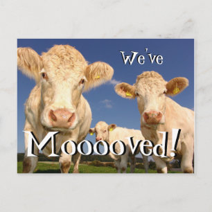 Las vacas divertidas hemos movido la nueva postal