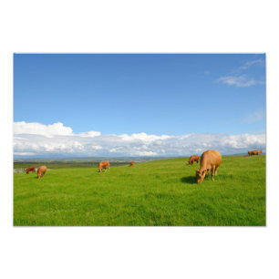 Las vacas que pastan en un prado en la foto de