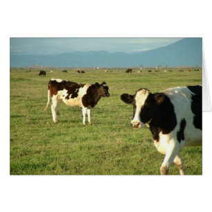 las vacas tienen queso