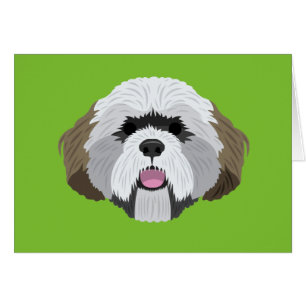 Lasa Apso