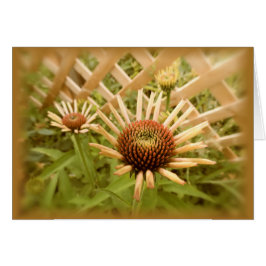 Lattice Coneflowers